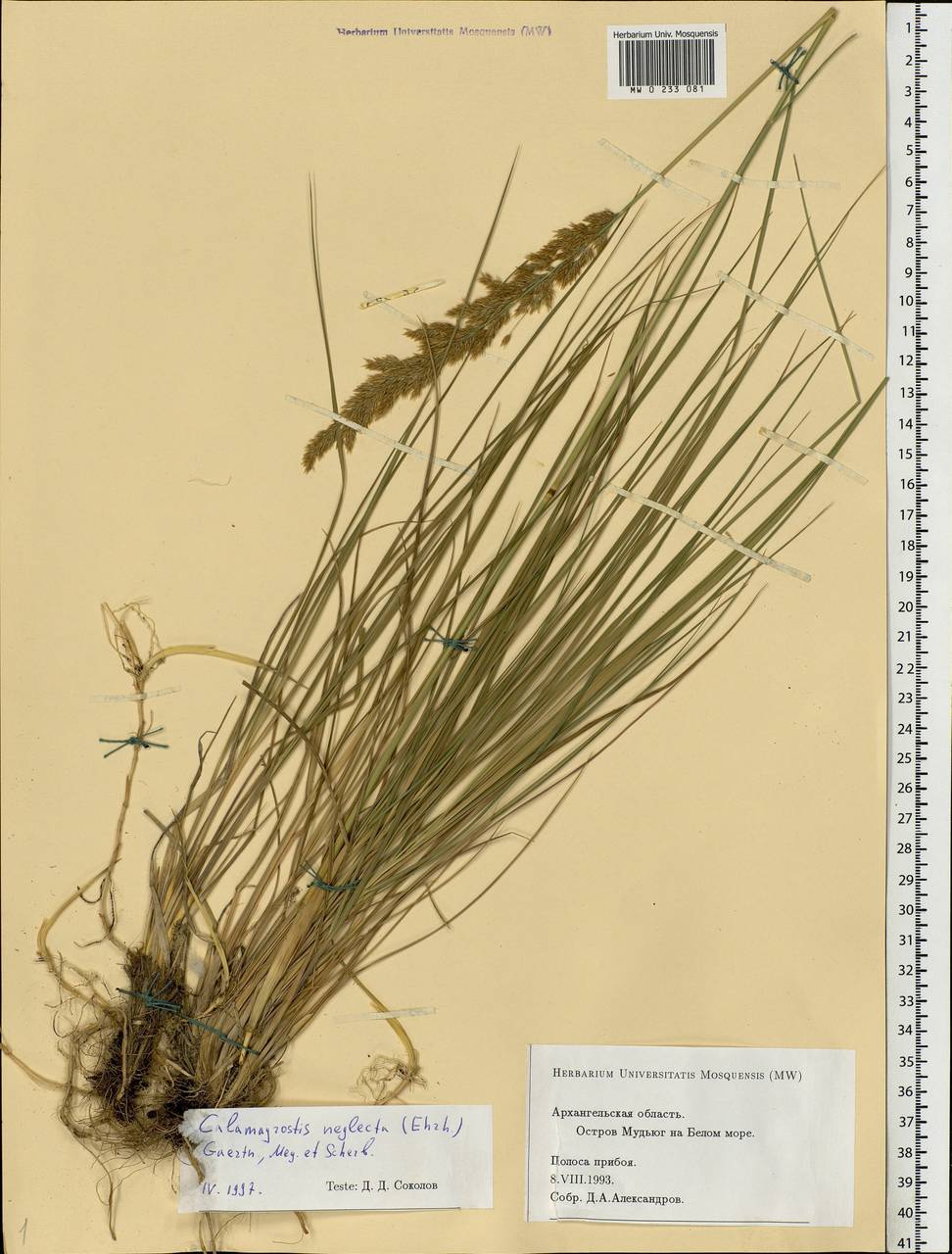 Achnatherum calamagrostis (L.) P.Beauv., Eastern Europe, Northern region (E1) (Russia)