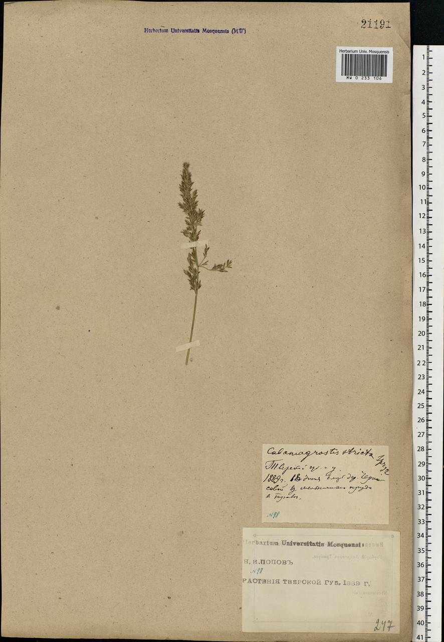 Achnatherum calamagrostis (L.) P.Beauv., Eastern Europe, North-Western region (E2) (Russia)