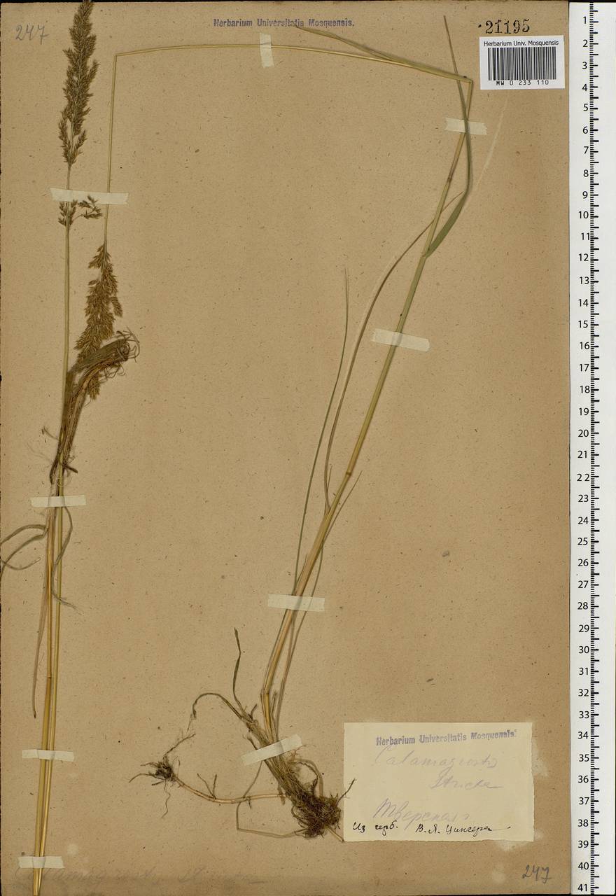 Achnatherum calamagrostis (L.) P.Beauv., Eastern Europe, North-Western region (E2) (Russia)