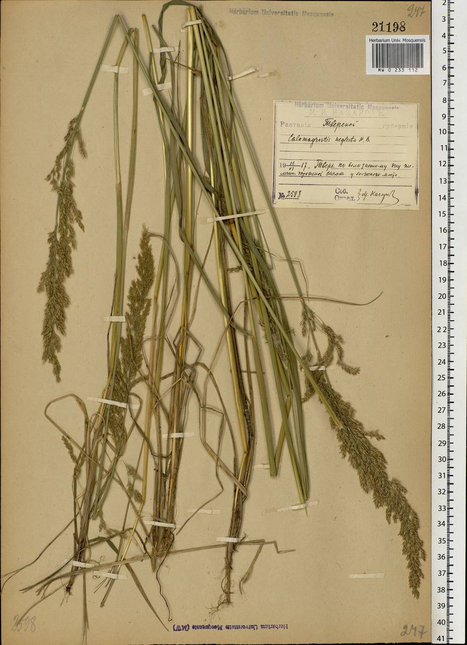 Achnatherum calamagrostis (L.) P.Beauv., Eastern Europe, North-Western region (E2) (Russia)