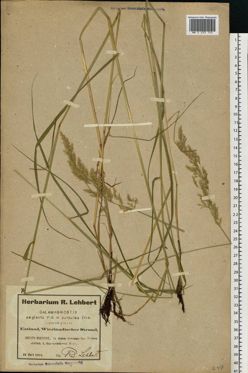 Achnatherum calamagrostis (L.) P.Beauv., Eastern Europe, Estonia (E2c) (Estonia)