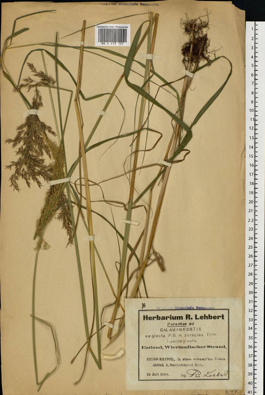 Achnatherum calamagrostis (L.) P.Beauv., Eastern Europe, Estonia (E2c) (Estonia)