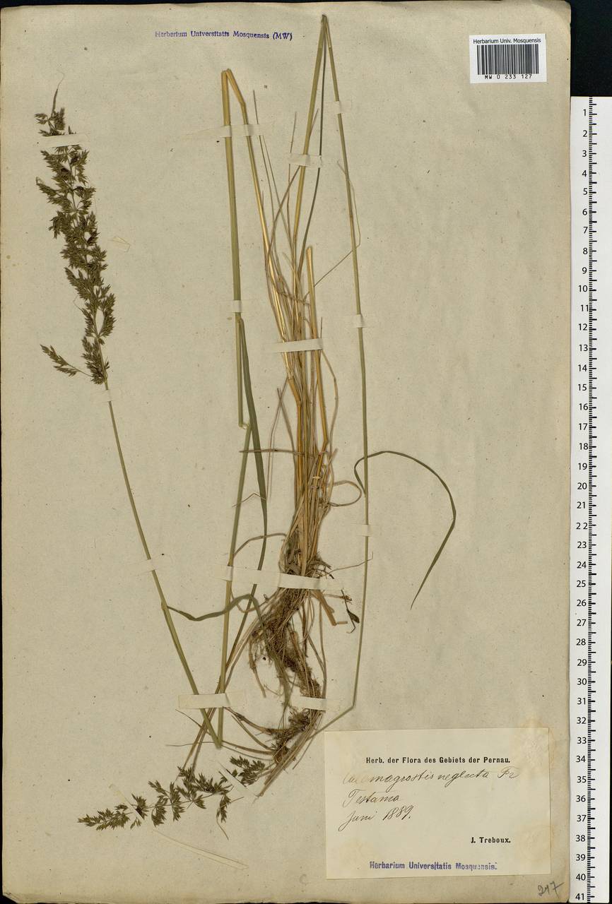 Achnatherum calamagrostis (L.) P.Beauv., Eastern Europe, Estonia (E2c) (Estonia)