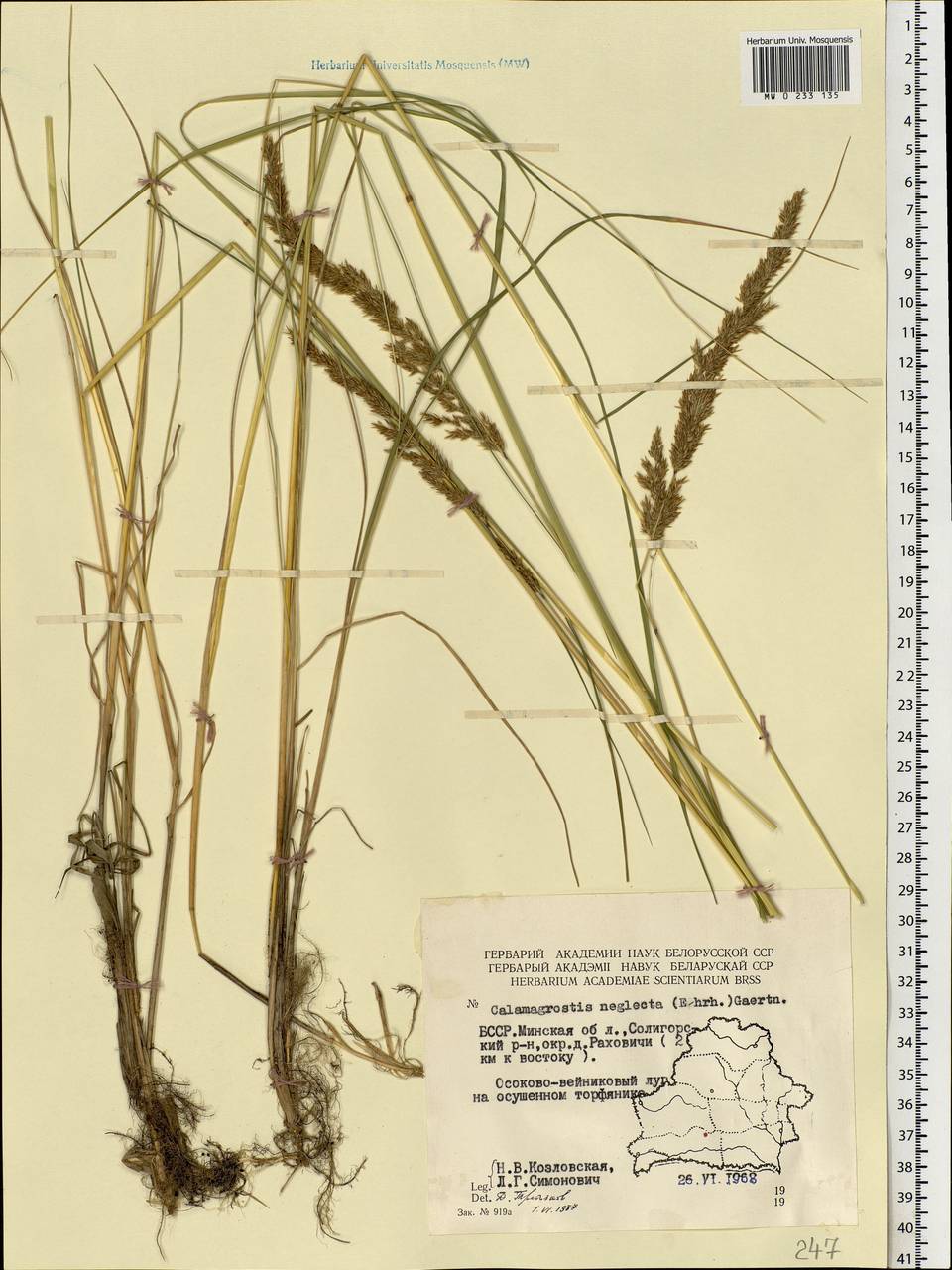 Achnatherum calamagrostis (L.) P.Beauv., Eastern Europe, Belarus (E3a) (Belarus)