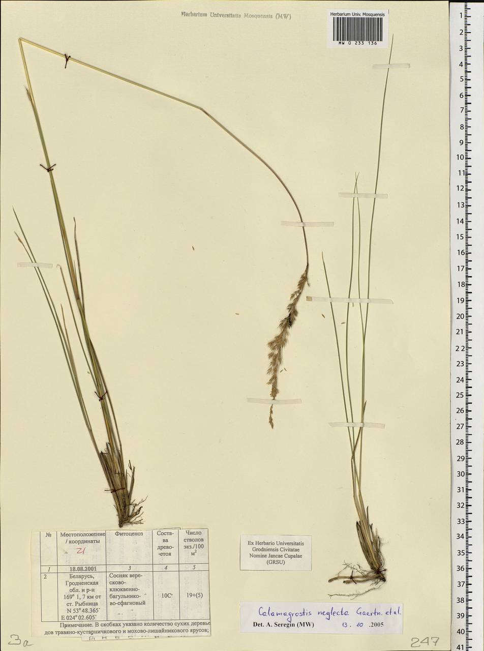 Achnatherum calamagrostis (L.) P.Beauv., Eastern Europe, Belarus (E3a) (Belarus)