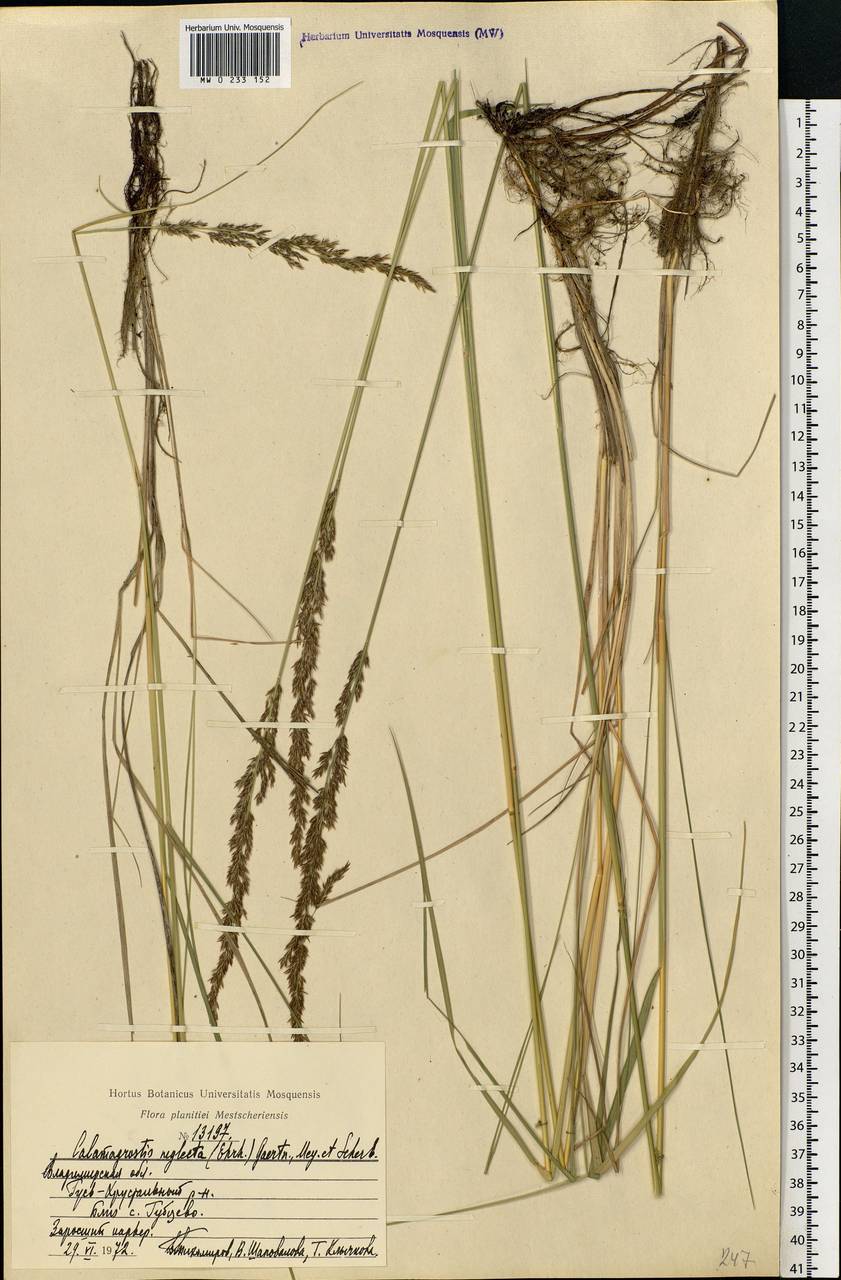 Achnatherum calamagrostis (L.) P.Beauv., Eastern Europe, Central region (E4) (Russia)