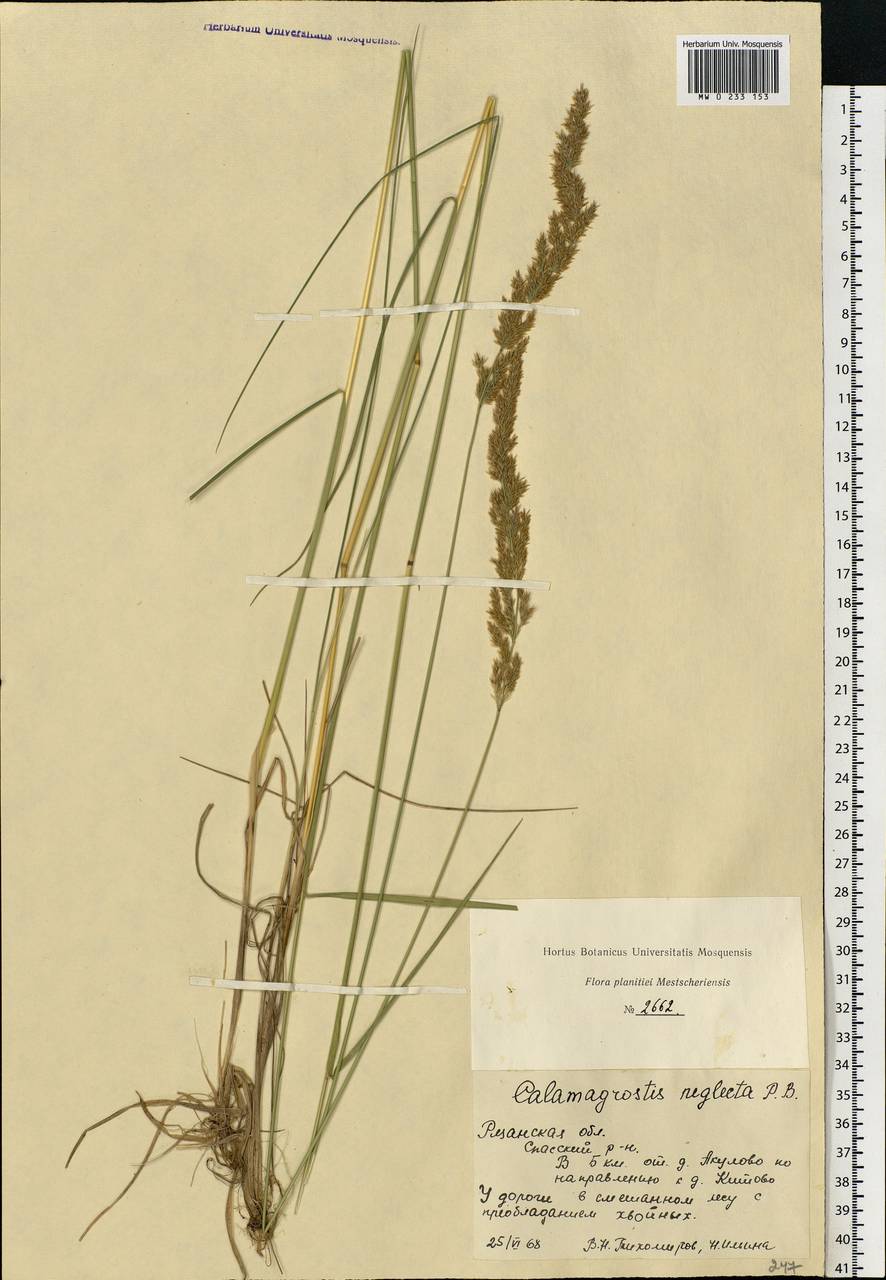 Achnatherum calamagrostis (L.) P.Beauv., Eastern Europe, Central region (E4) (Russia)