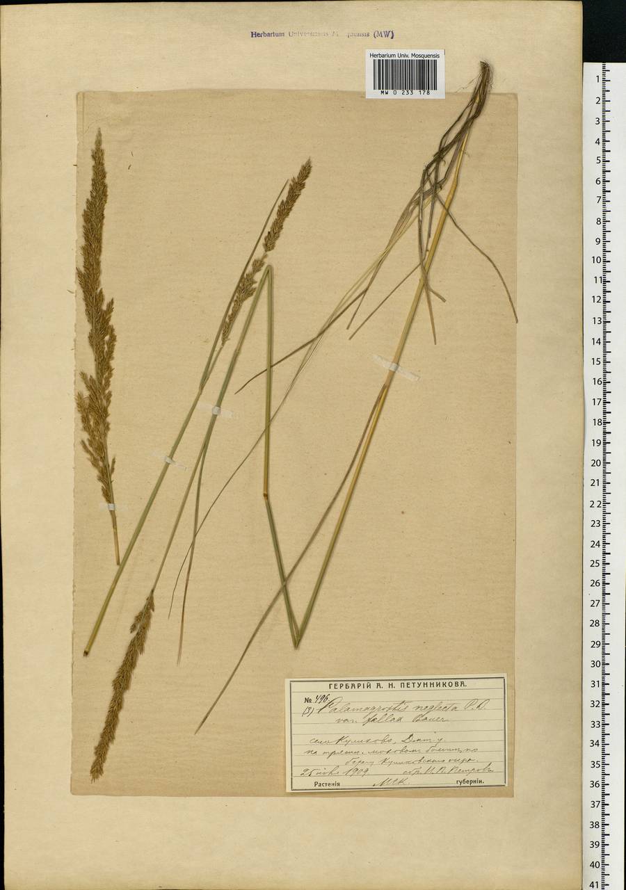 Achnatherum calamagrostis (L.) P.Beauv., Eastern Europe, Moscow region (E4a) (Russia)