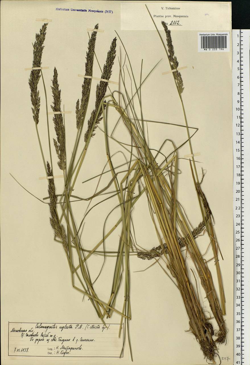 Achnatherum calamagrostis (L.) P.Beauv., Eastern Europe, Moscow region (E4a) (Russia)