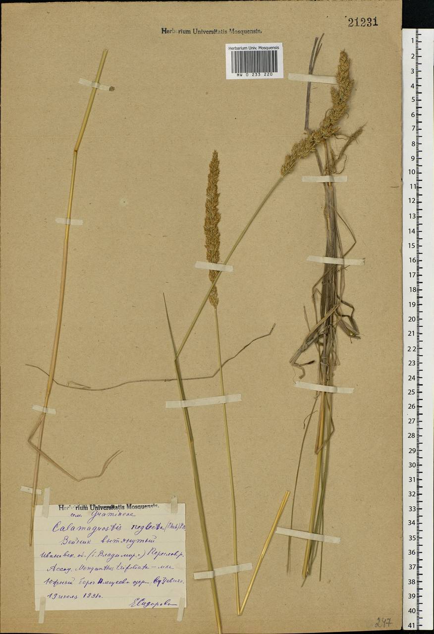 Achnatherum calamagrostis (L.) P.Beauv., Eastern Europe, Central forest region (E5) (Russia)