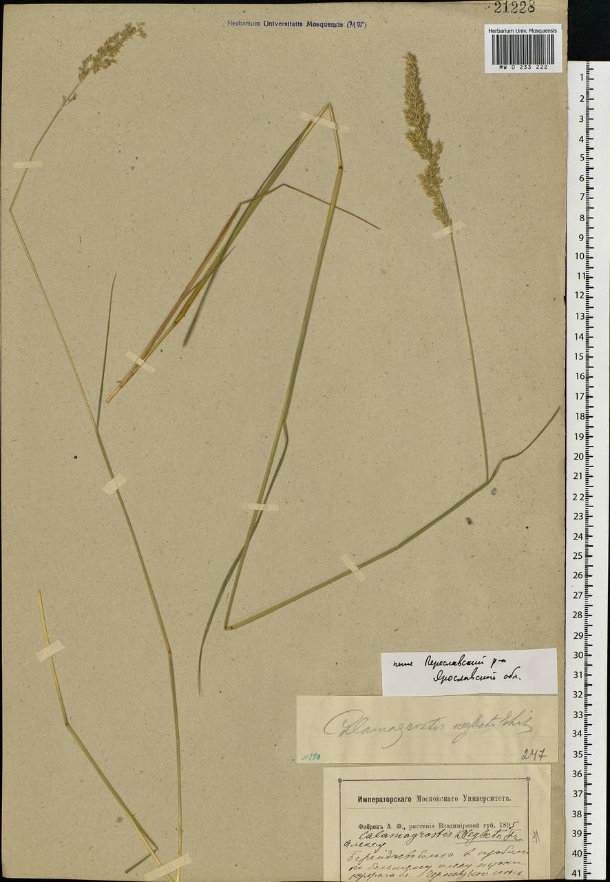 Achnatherum calamagrostis (L.) P.Beauv., Eastern Europe, Central forest region (E5) (Russia)