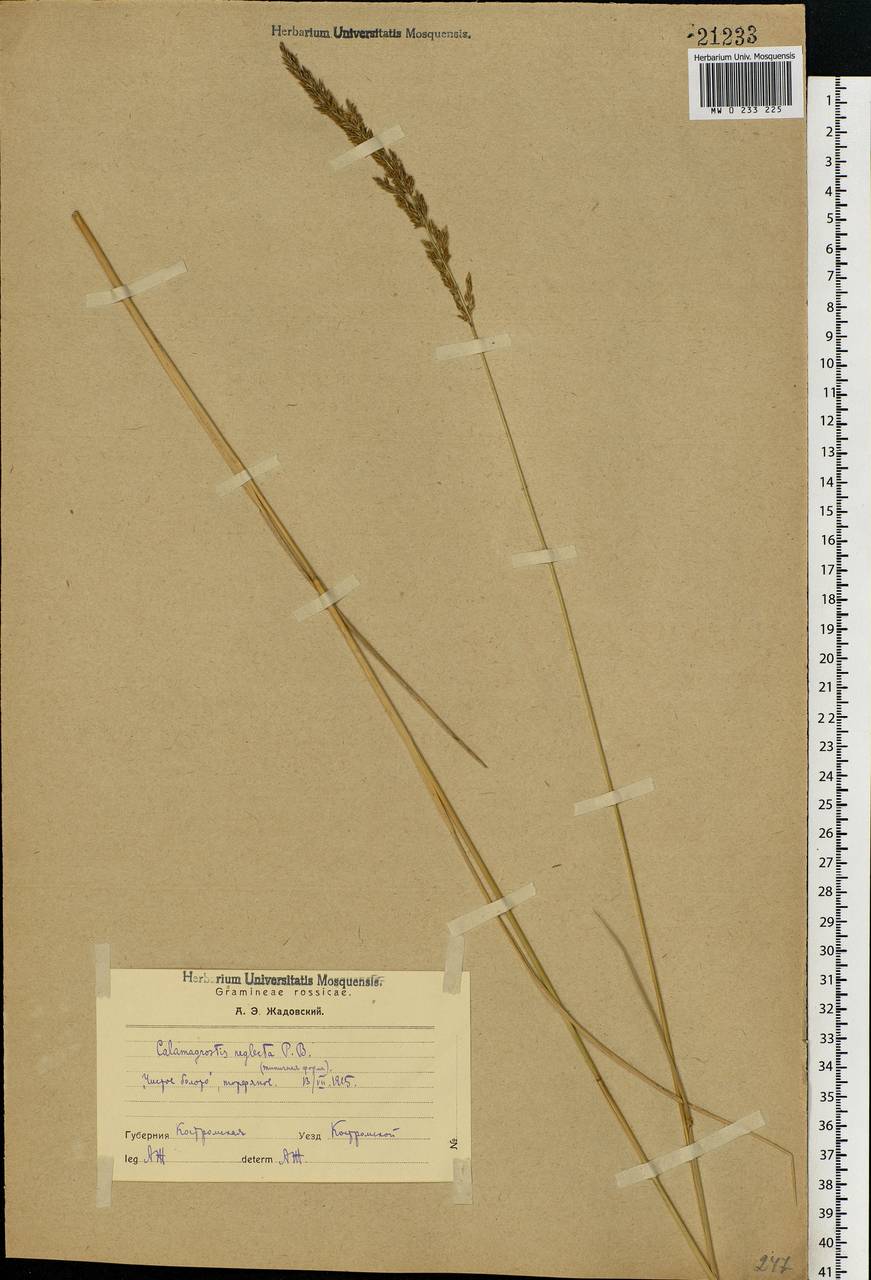 Achnatherum calamagrostis (L.) P.Beauv., Eastern Europe, Central forest region (E5) (Russia)