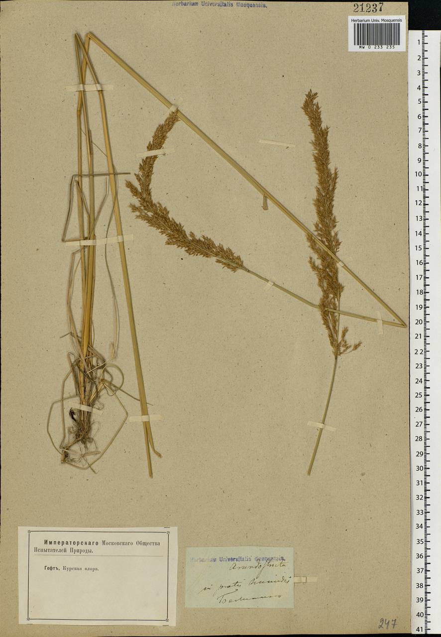 Achnatherum calamagrostis (L.) P.Beauv., Eastern Europe, Central forest-and-steppe region (E6) (Russia)