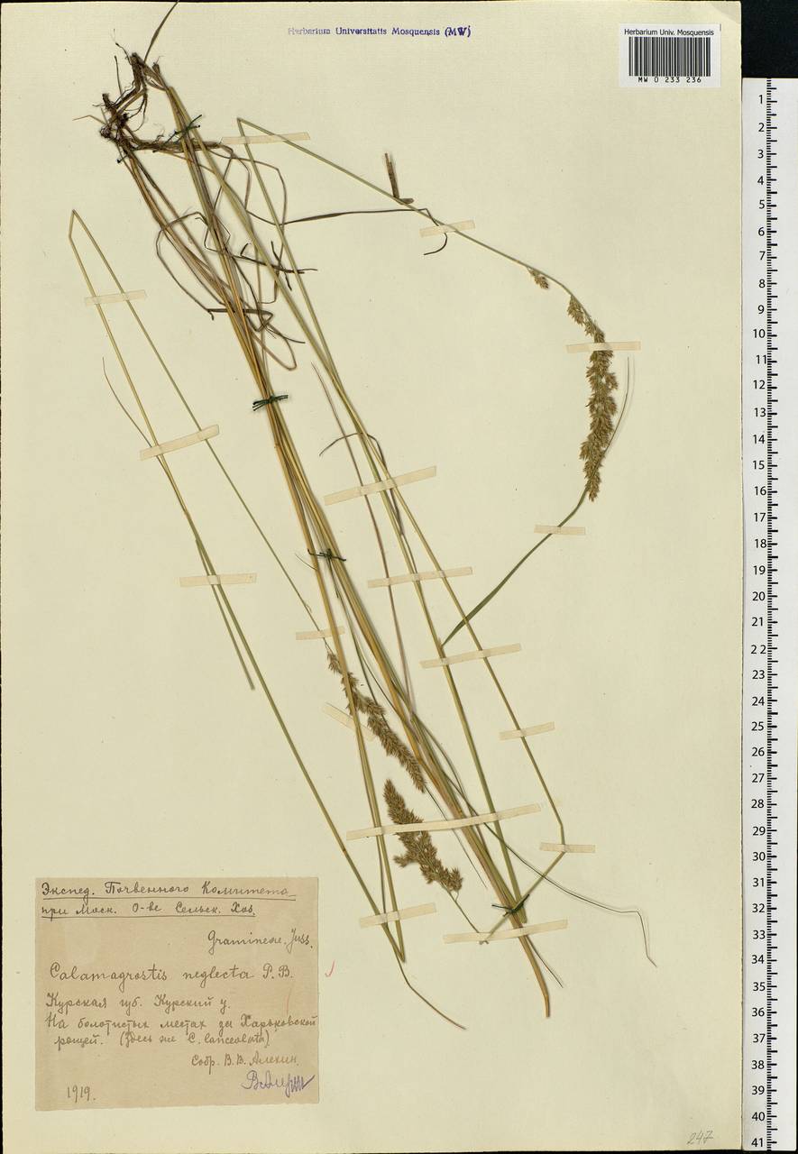 Achnatherum calamagrostis (L.) P.Beauv., Eastern Europe, Central forest-and-steppe region (E6) (Russia)