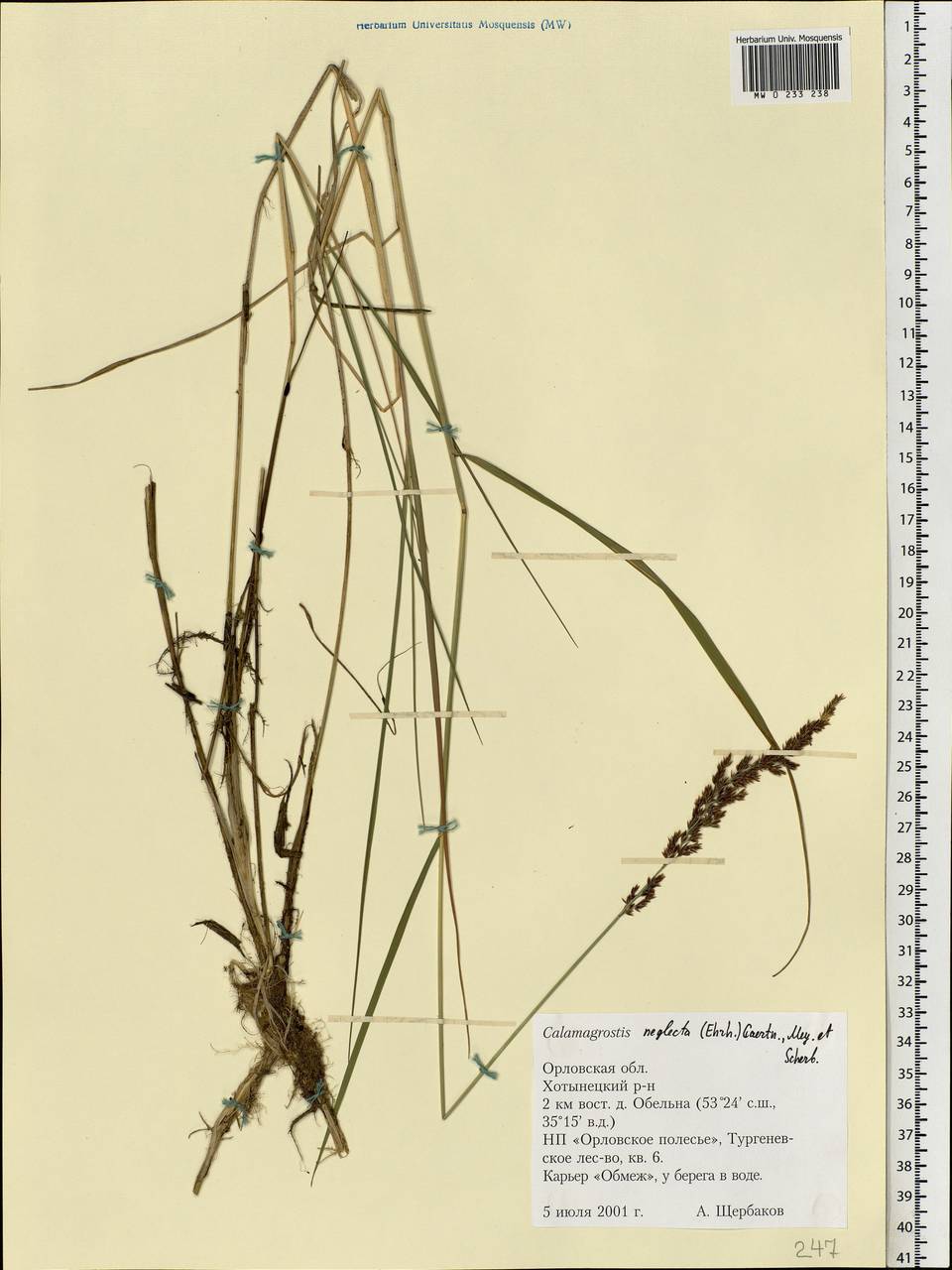 Achnatherum calamagrostis (L.) P.Beauv., Eastern Europe, Central forest-and-steppe region (E6) (Russia)