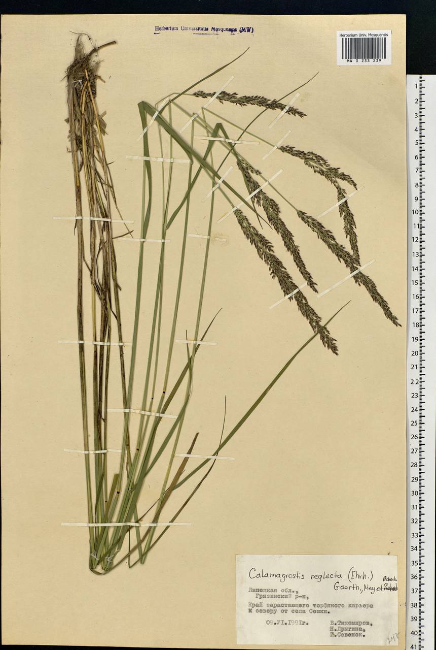 Achnatherum calamagrostis (L.) P.Beauv., Eastern Europe, Central forest-and-steppe region (E6) (Russia)