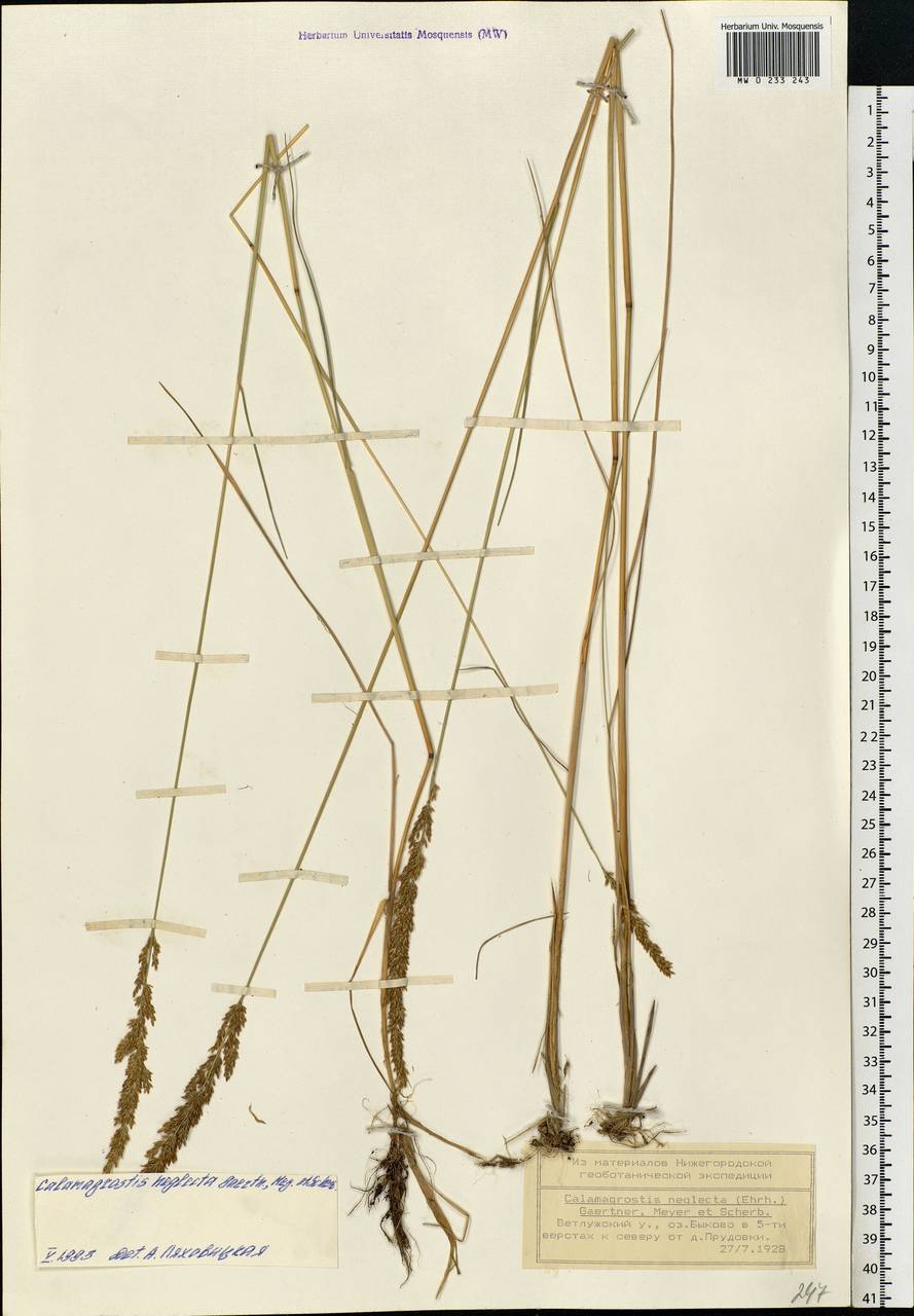 Achnatherum calamagrostis (L.) P.Beauv., Eastern Europe, Volga-Kama region (E7) (Russia)