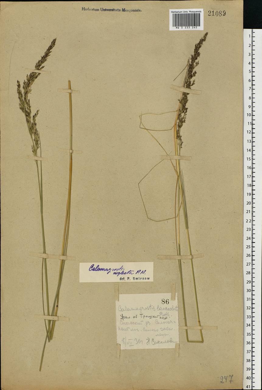 Achnatherum calamagrostis (L.) P.Beauv., Eastern Europe, Eastern region (E10) (Russia)