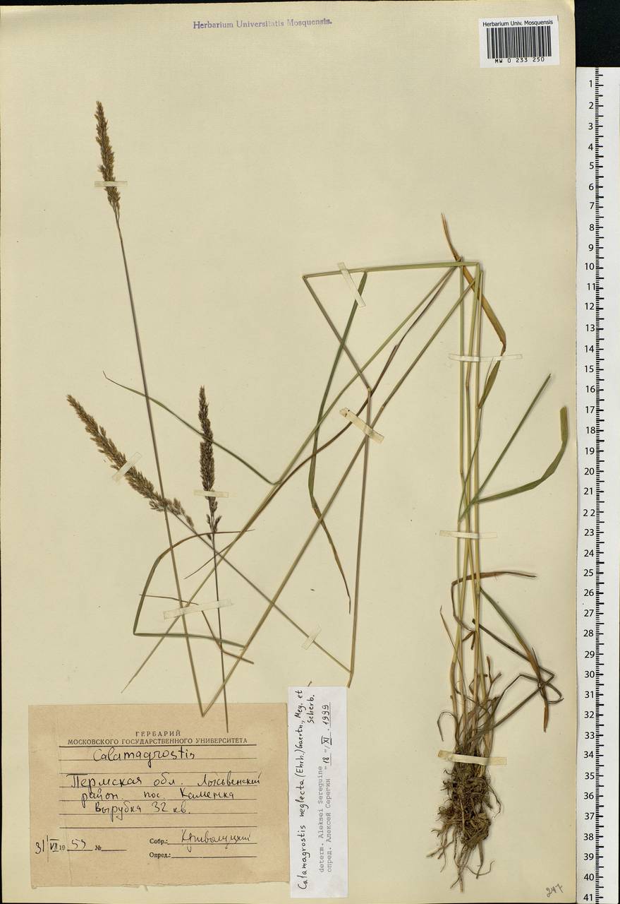 Achnatherum calamagrostis (L.) P.Beauv., Eastern Europe, Eastern region (E10) (Russia)