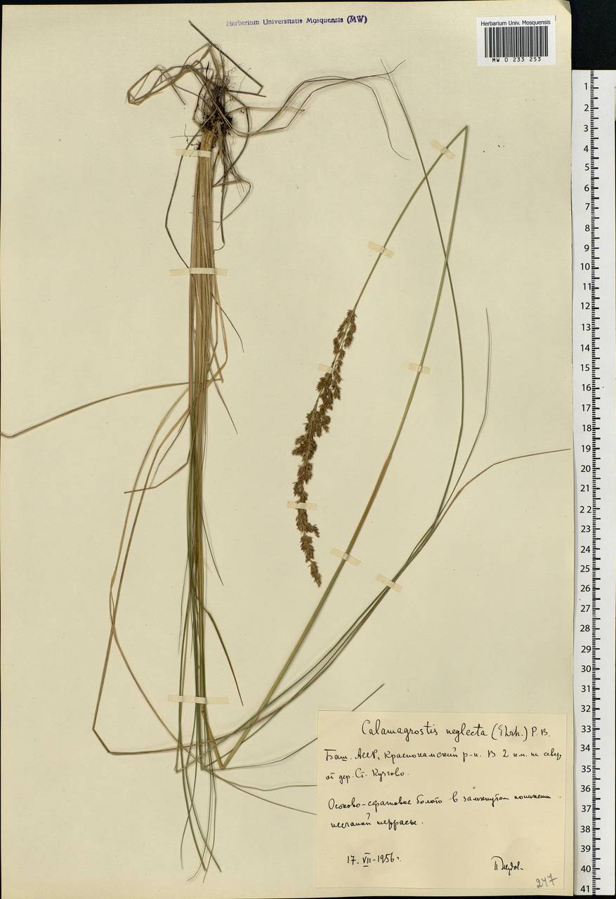 Achnatherum calamagrostis (L.) P.Beauv., Eastern Europe, Eastern region (E10) (Russia)