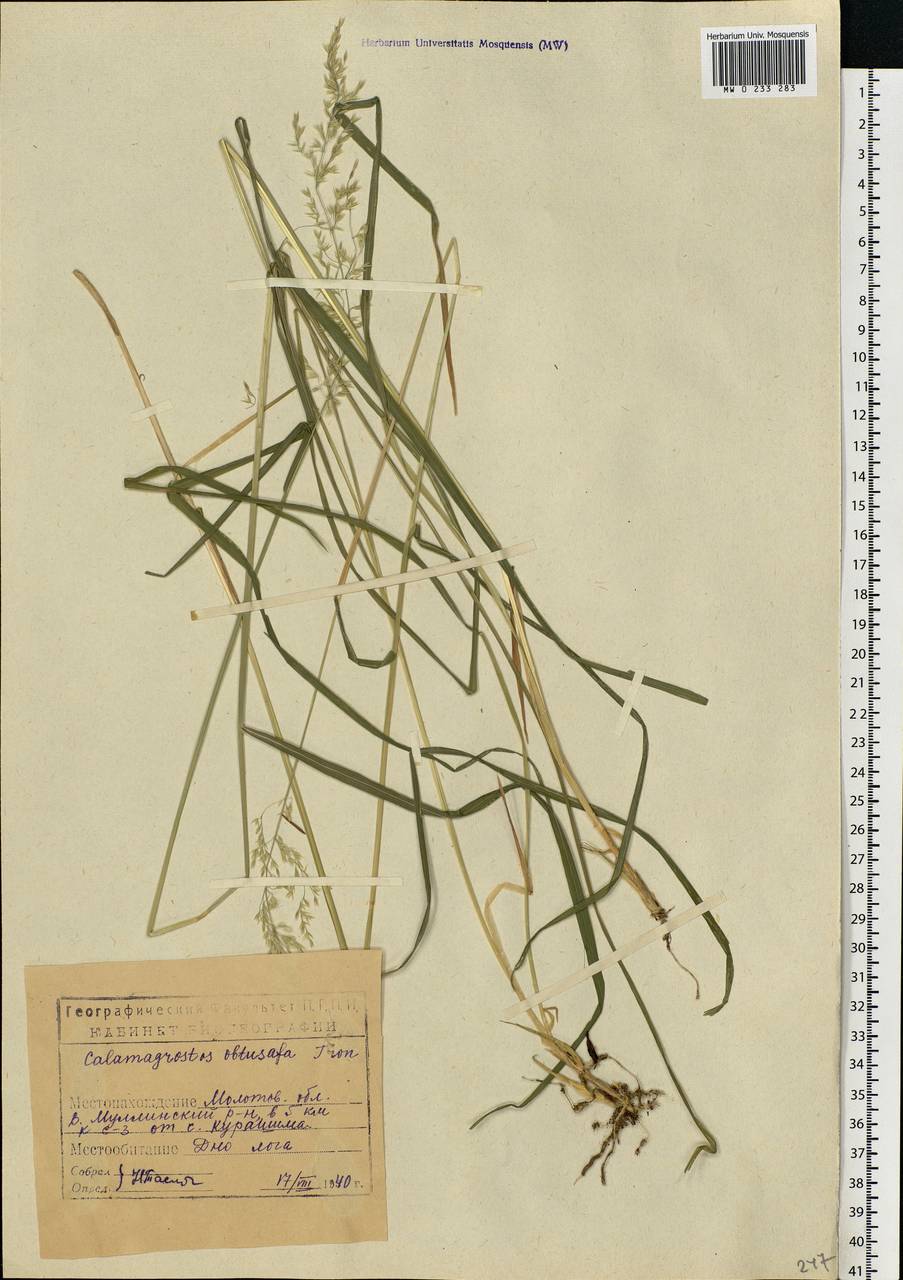 Calamagrostis obtusata Trin., Eastern Europe, Eastern region (E10) (Russia)