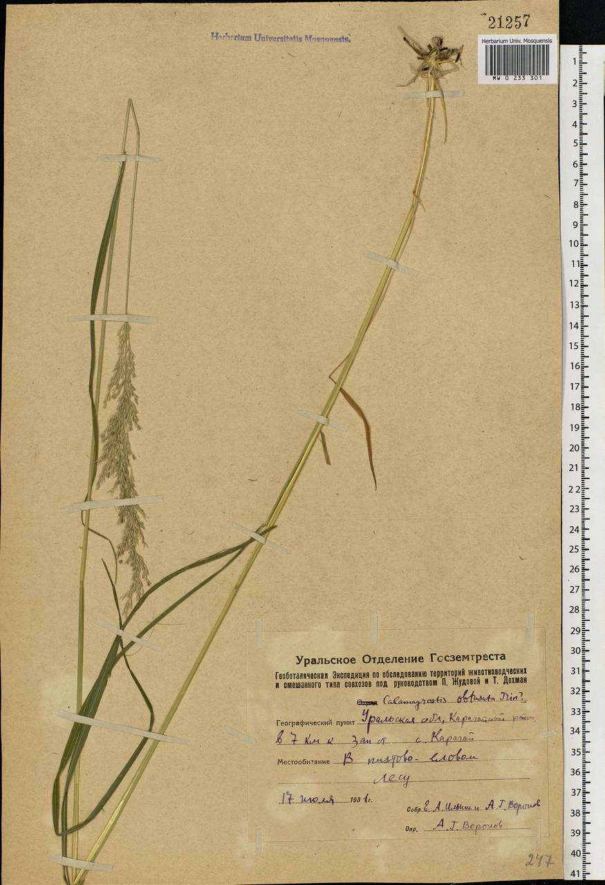 Calamagrostis obtusata Trin., Eastern Europe, Eastern region (E10) (Russia)