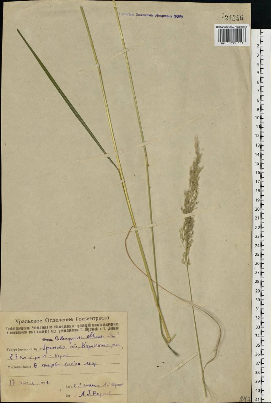 Calamagrostis obtusata Trin., Eastern Europe, Eastern region (E10) (Russia)