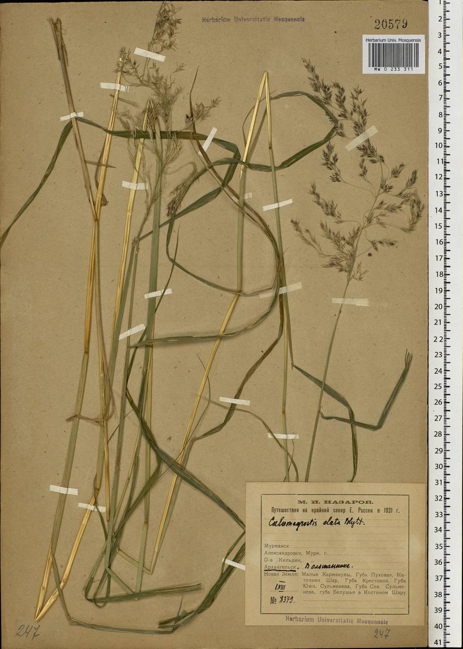 Calamagrostis purpurea (Trin.) Trin., Eastern Europe, Northern region (E1) (Russia)