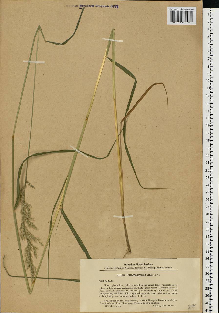 Calamagrostis purpurea (Trin.) Trin., Eastern Europe, Latvia (E2b) (Latvia)