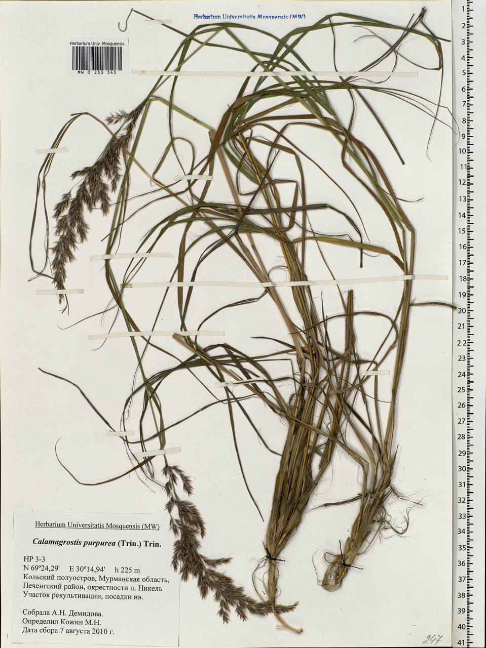 Calamagrostis purpurea (Trin.) Trin., Eastern Europe, Northern region (E1) (Russia)