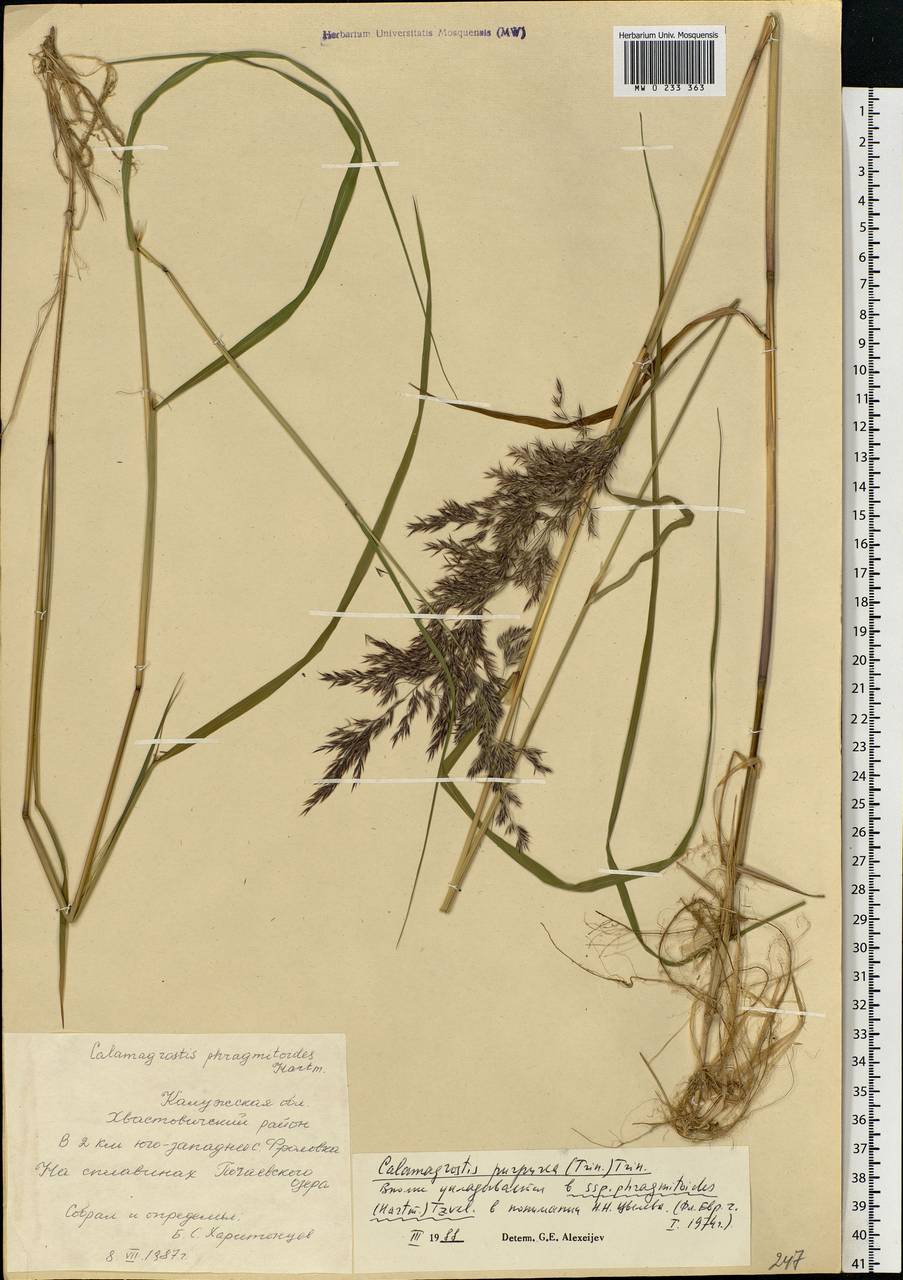 Calamagrostis purpurea (Trin.) Trin., Eastern Europe, Central region (E4) (Russia)