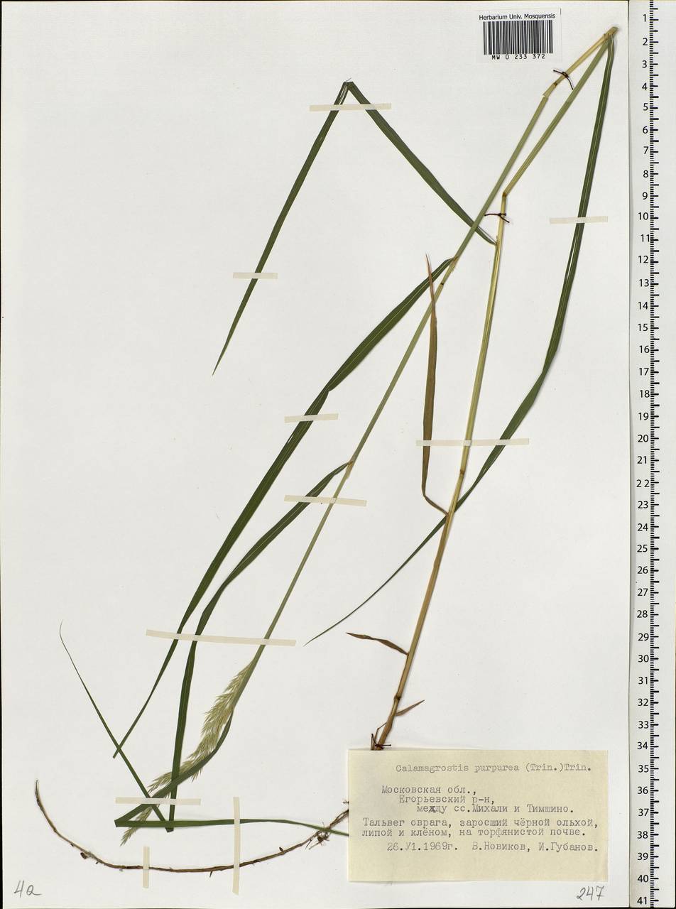 Calamagrostis purpurea (Trin.) Trin., Eastern Europe, Moscow region (E4a) (Russia)