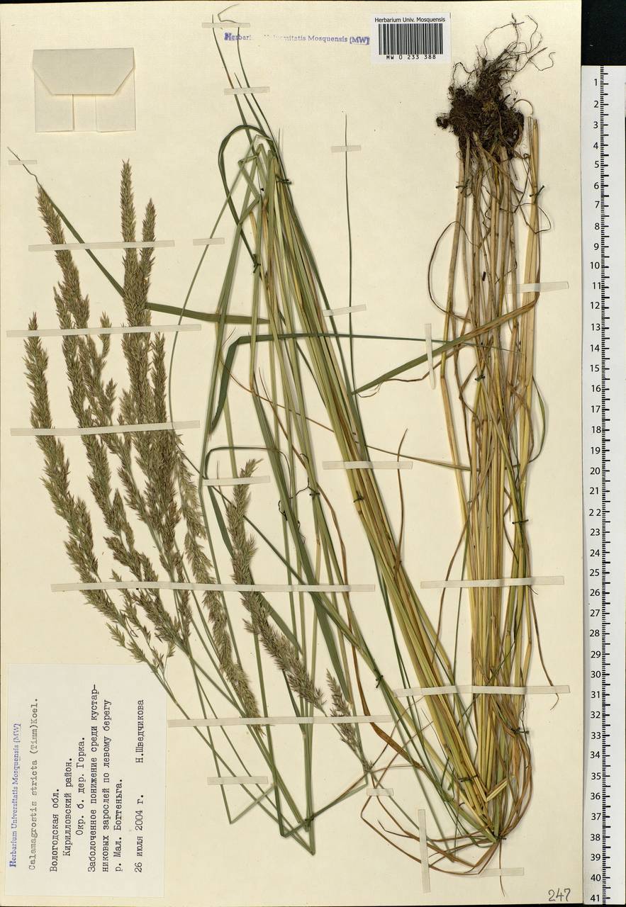 Calamagrostis stricta (Timm) Koeler, Eastern Europe, Northern region (E1) (Russia)