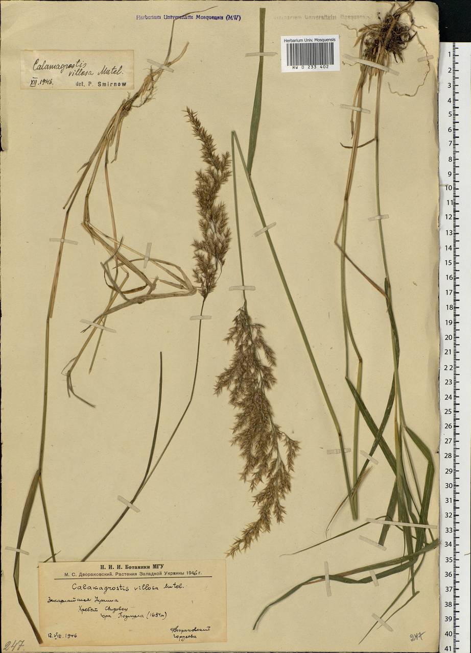 Calamagrostis villosa (Chaix) J.F.Gmel., Eastern Europe, West Ukrainian region (E13) (Ukraine)