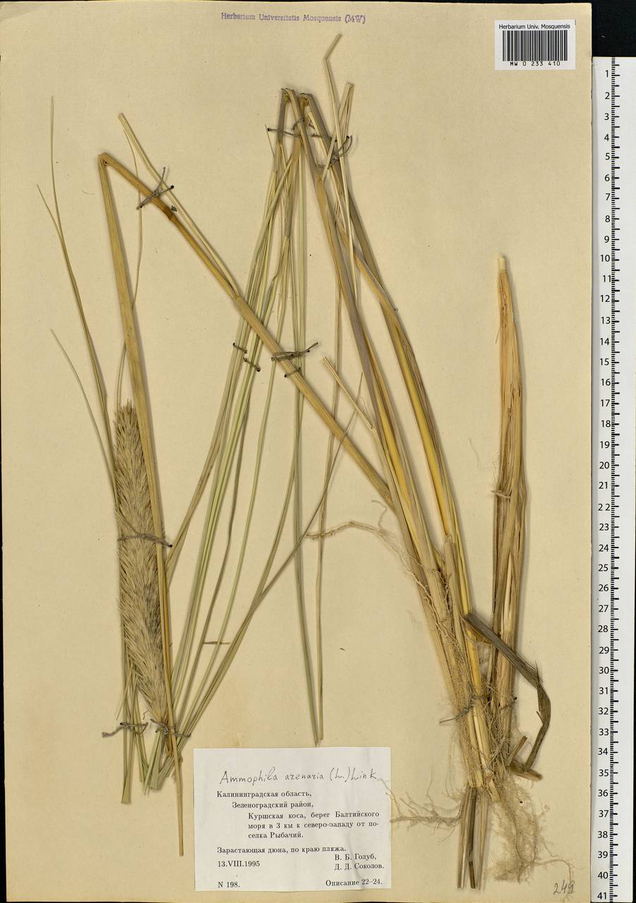 Calamagrostis arenaria (L.) Roth, Eastern Europe, North-Western region (E2) (Russia)