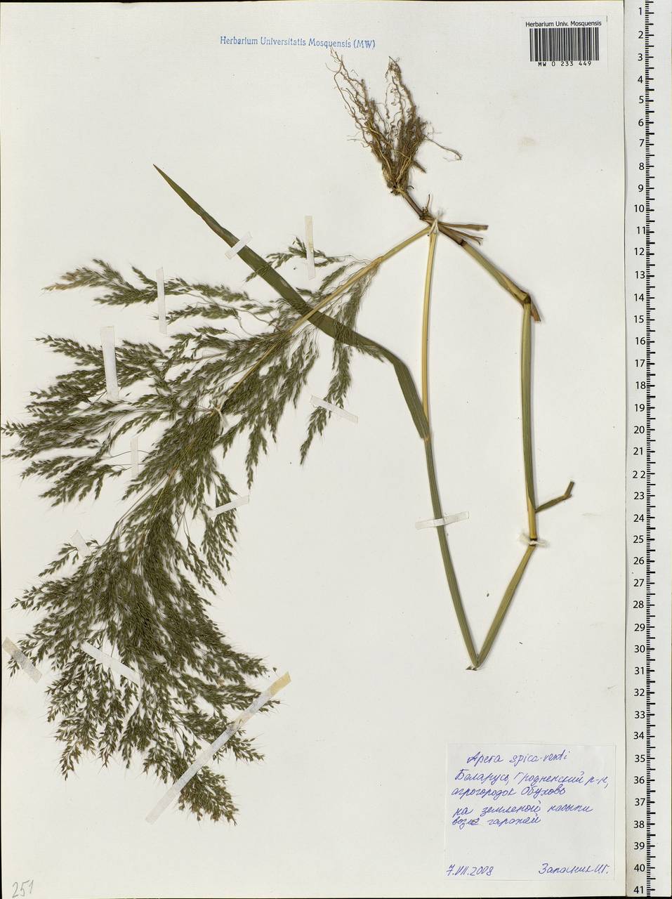 Apera spica-venti (L.) P.Beauv., Eastern Europe, Belarus (E3a) (Belarus)