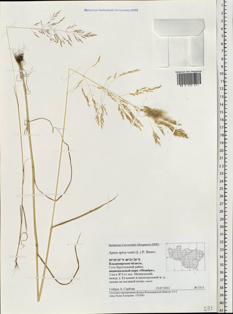 Apera spica-venti (L.) P.Beauv., Eastern Europe, Central region (E4) (Russia)