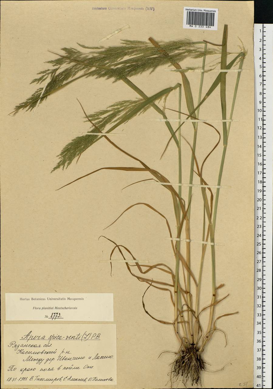 Apera spica-venti (L.) P.Beauv., Eastern Europe, Central region (E4) (Russia)