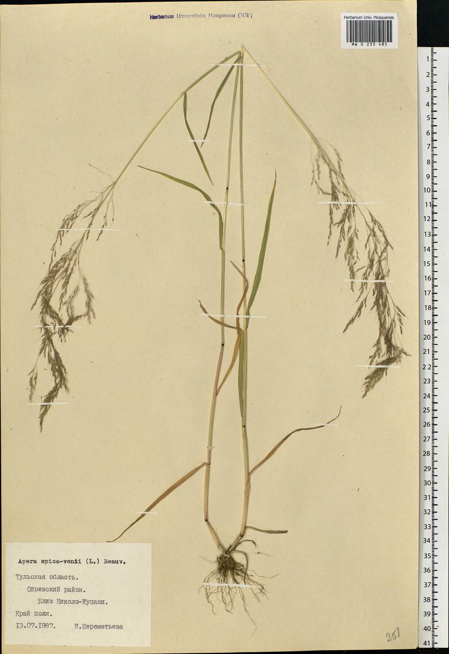 Apera spica-venti (L.) P.Beauv., Eastern Europe, Central region (E4) (Russia)