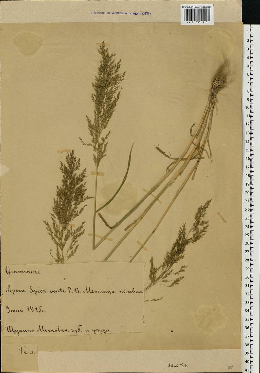 Apera spica-venti (L.) P.Beauv., Eastern Europe, Moscow region (E4a) (Russia)