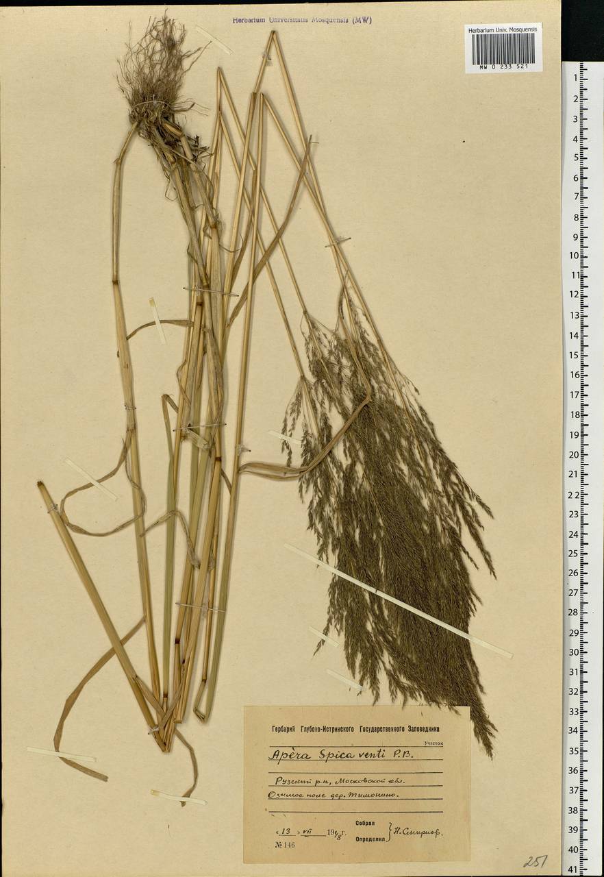 Apera spica-venti (L.) P.Beauv., Eastern Europe, Moscow region (E4a) (Russia)