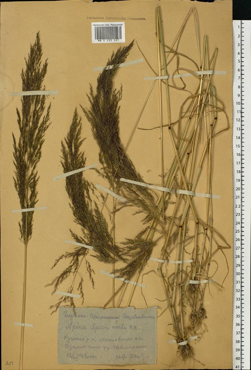 Apera spica-venti (L.) P.Beauv., Eastern Europe, Moscow region (E4a) (Russia)