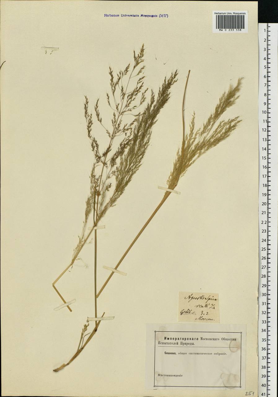 Apera spica-venti (L.) P.Beauv., Eastern Europe, Moscow region (E4a) (Russia)