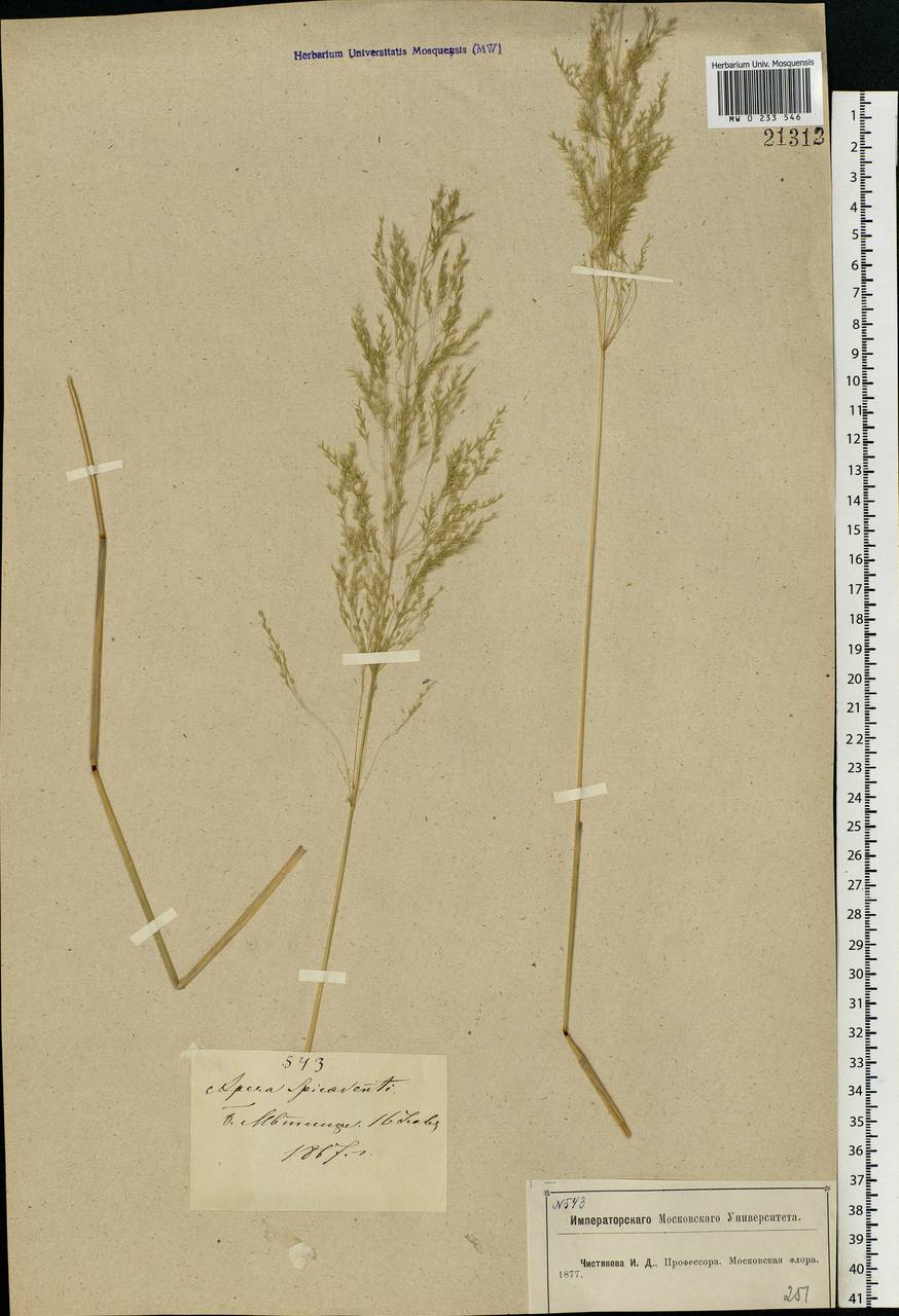 Apera spica-venti (L.) P.Beauv., Eastern Europe, Moscow region (E4a) (Russia)
