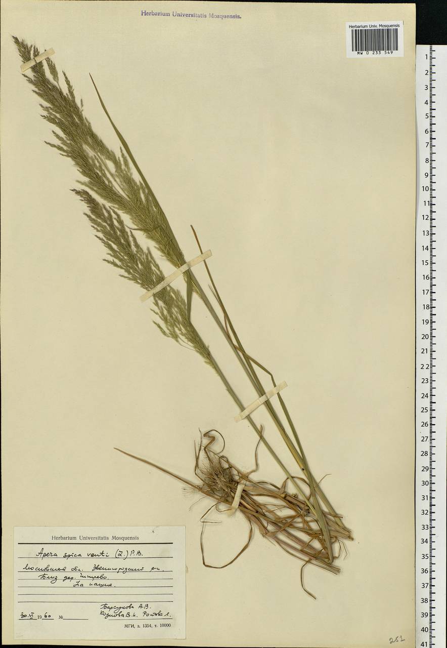 Apera spica-venti (L.) P.Beauv., Eastern Europe, Moscow region (E4a) (Russia)