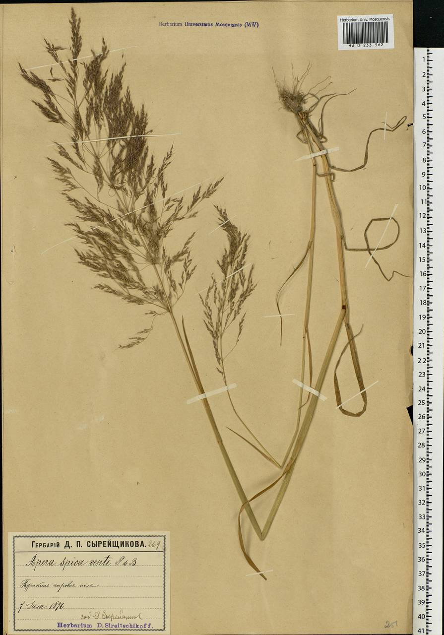 Apera spica-venti (L.) P.Beauv., Eastern Europe, Moscow region (E4a) (Russia)