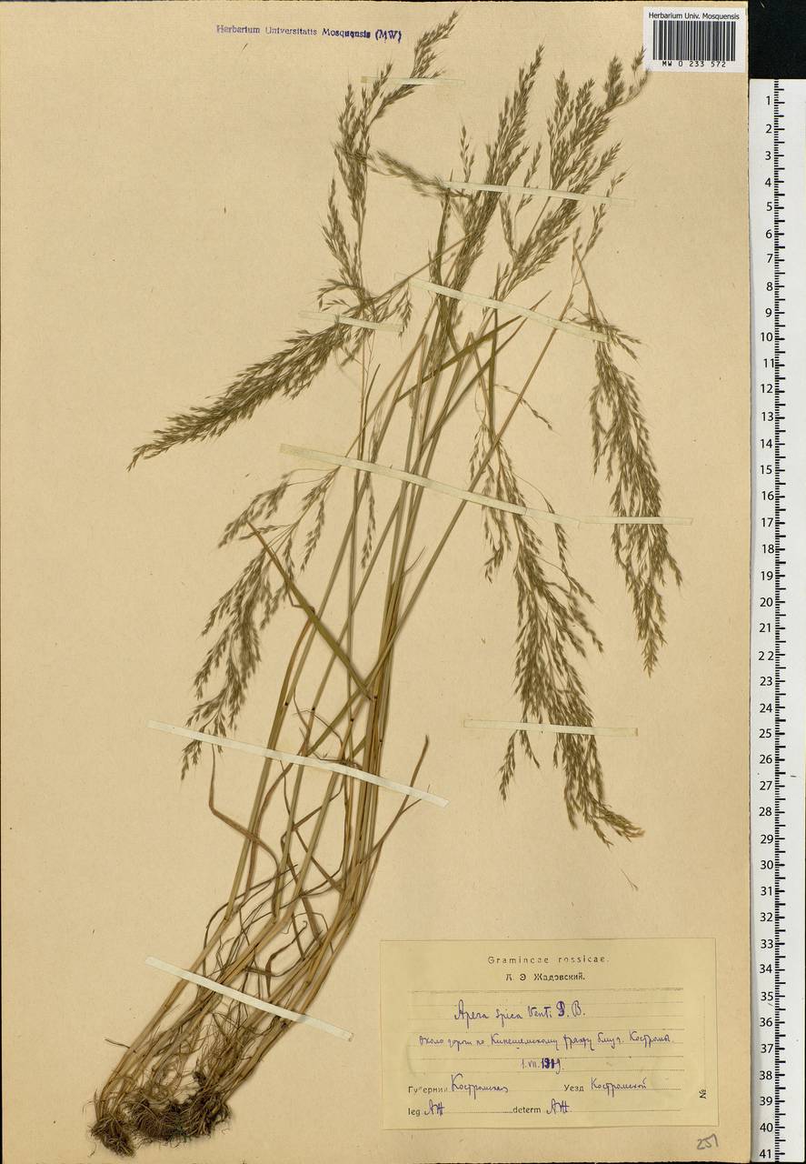 Apera spica-venti (L.) P.Beauv., Eastern Europe, Central forest region (E5) (Russia)