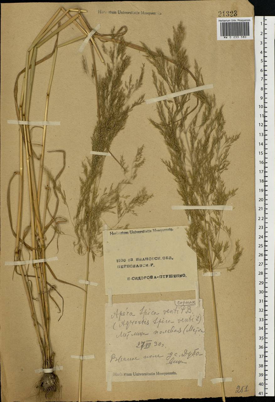 Apera spica-venti (L.) P.Beauv., Eastern Europe, Central forest region (E5) (Russia)