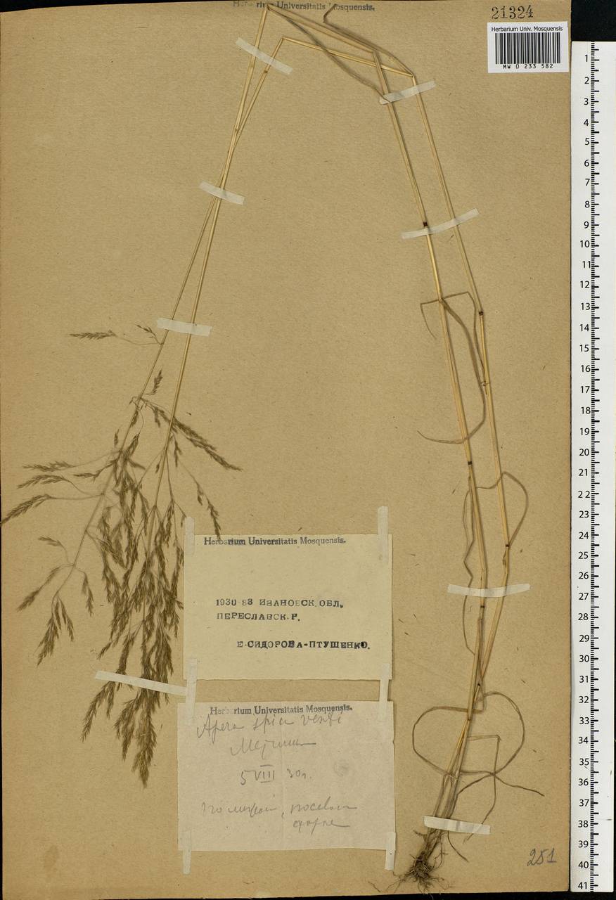 Apera spica-venti (L.) P.Beauv., Eastern Europe, Central forest region (E5) (Russia)