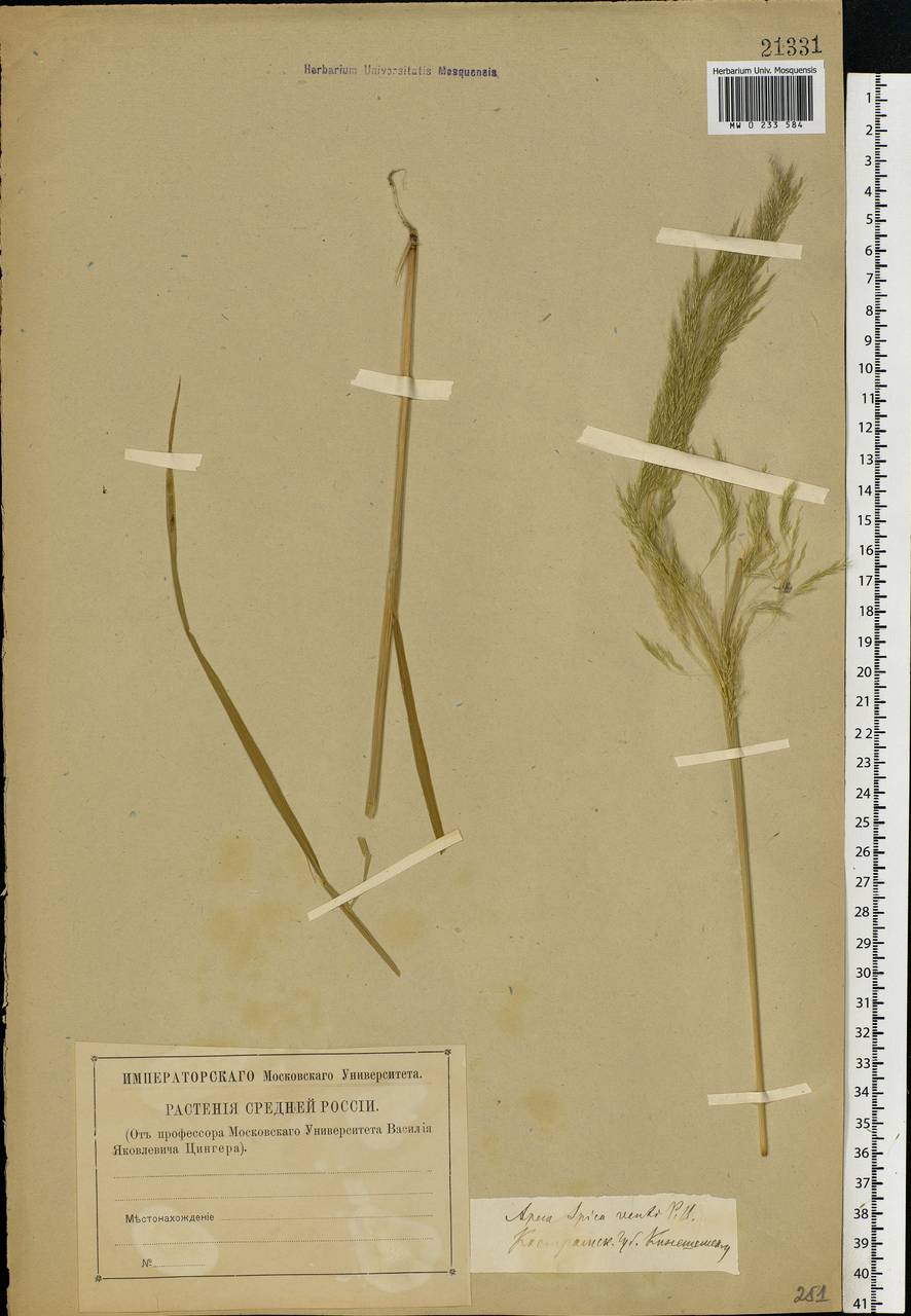 Apera spica-venti (L.) P.Beauv., Eastern Europe, Central forest region (E5) (Russia)